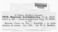 Humaria hemisphaerica image